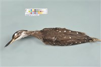 綠簑鷺藏品圖，第4張